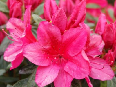 Plantning af Rhododendron