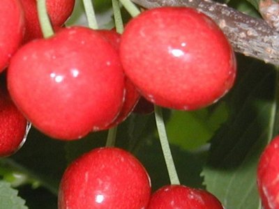 Plantning af pryd- og bærbuske